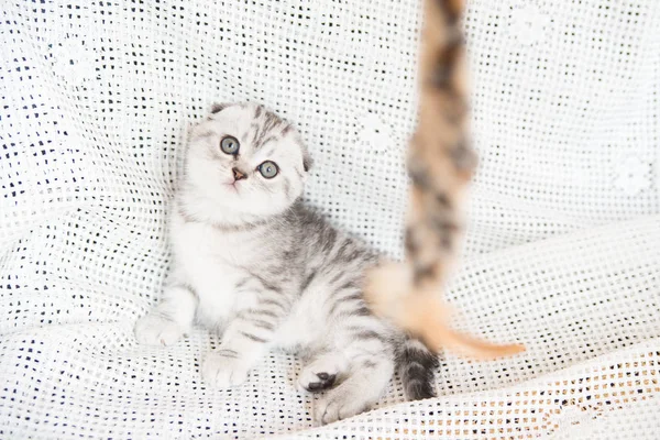 Kaganiec mały kotek — Zdjęcie stockowe