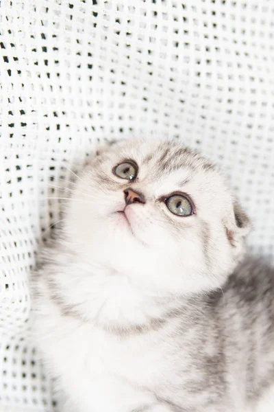 Muzzle of a small kitten — Stock Photo, Image