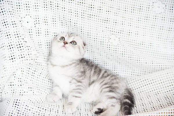 Ústí malé kotě — Stock fotografie
