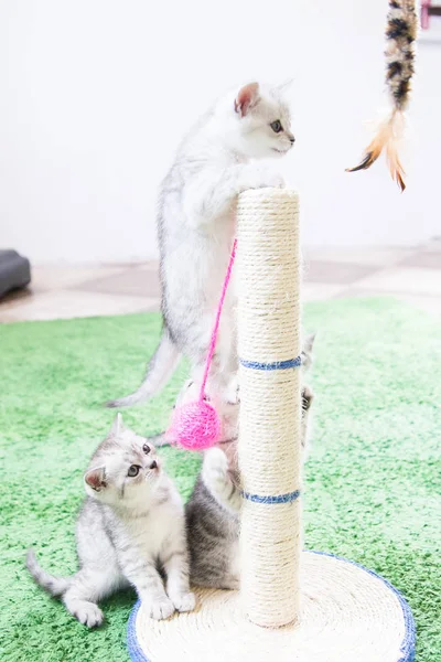 Küçük bir yavru kedi namlu