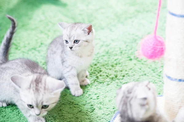 Küçük bir yavru kedi namlu