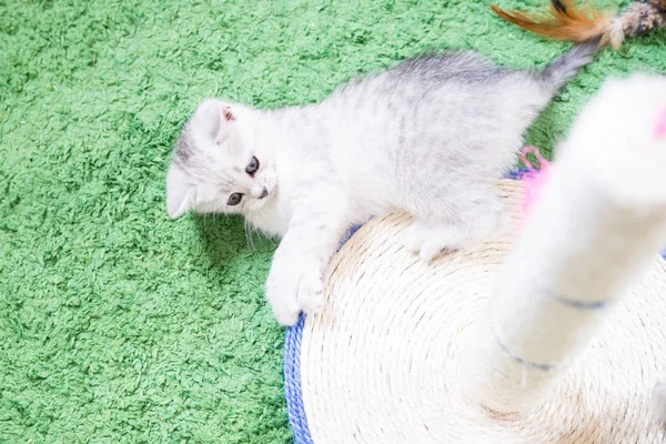 Küçük bir yavru kedi namlu