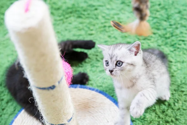 Snuit van een kleine kitten — Stockfoto