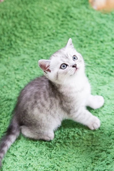 Schnauze eines kleinen Kätzchens — Stockfoto