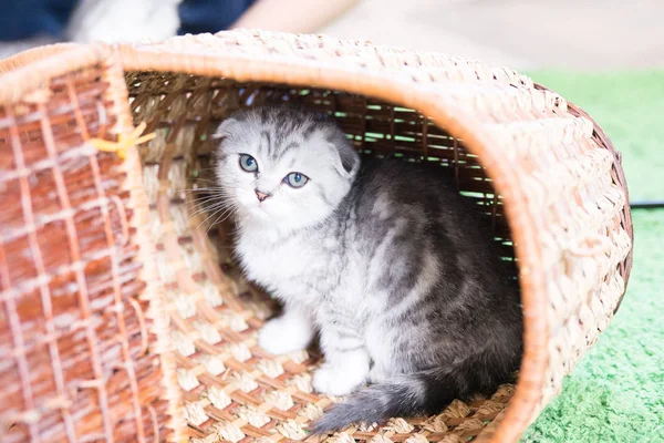 Küçük bir yavru kedi namlu