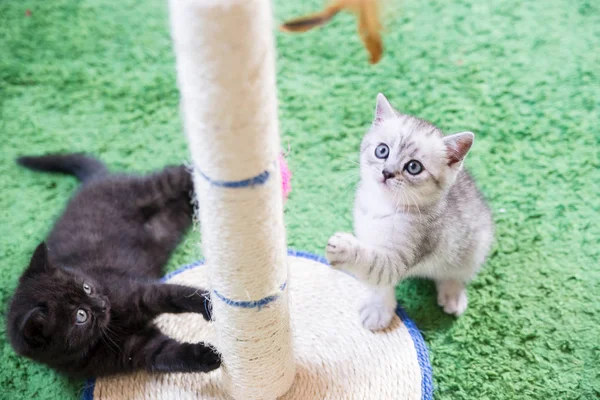 Küçük bir yavru kedi namlu