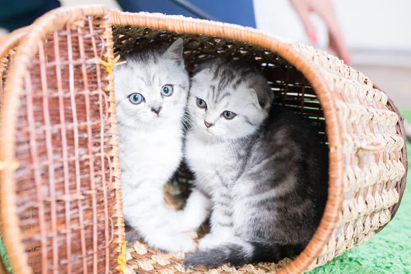 Küçük bir yavru kedi namlu