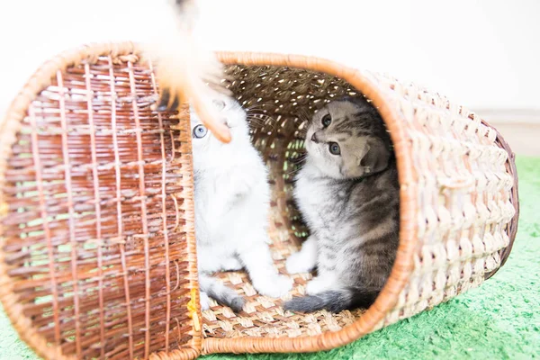 El hocico del gatito pequeño — Foto de Stock