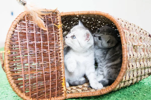 Küçük bir yavru kedi namlu — Stok fotoğraf