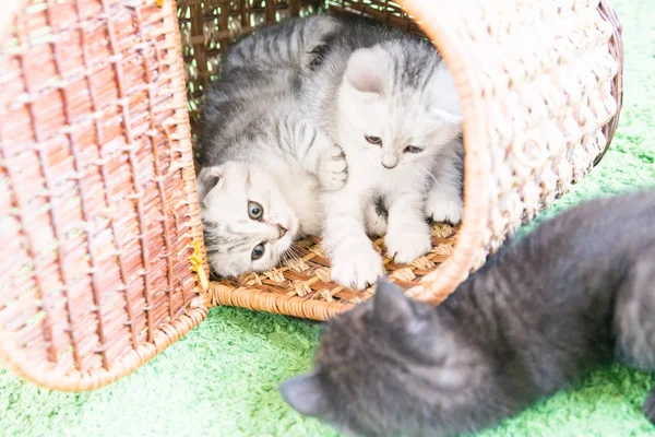 Küçük bir yavru kedi namlu