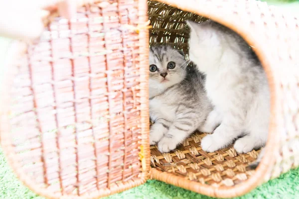 Muzzle of a small kitten — Stock Photo, Image