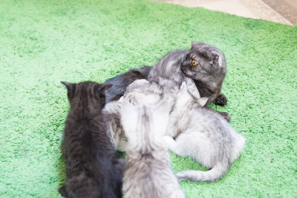 Schnauze eines kleinen Kätzchens — Stockfoto