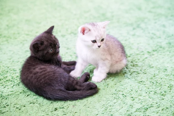 Snuit van een kleine kitten — Stockfoto