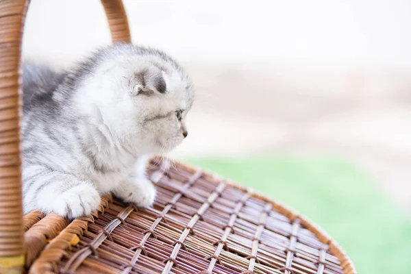 El hocico del gatito pequeño — Foto de Stock