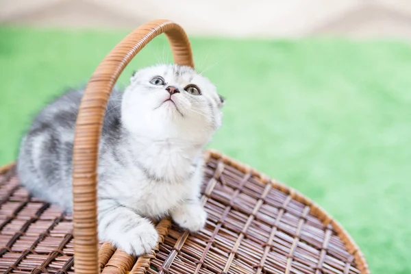 Küçük bir yavru kedi namlu