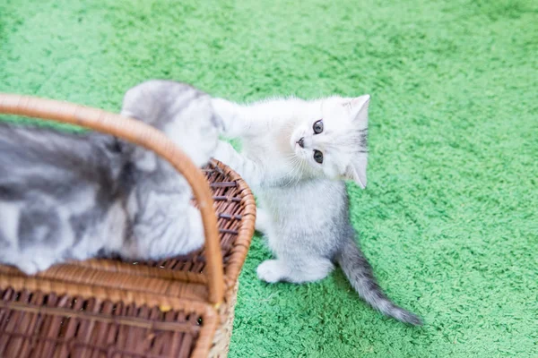 Küçük bir yavru kedi namlu