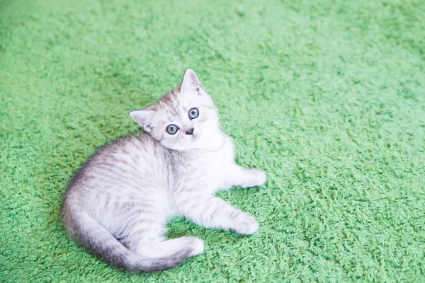 Küçük bir yavru kedi namlu