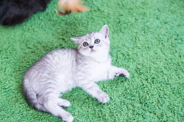 Küçük bir yavru kedi namlu