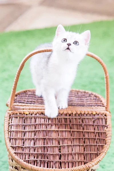 Küçük bir yavru kedi namlu