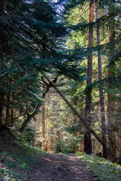 ภูเขาของสวนธรรมชาติบิ๊กท่าช์ — ภาพถ่ายสต็อก