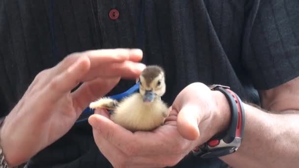 Little Duck Caressed Man — Stock Video