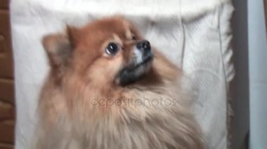 çok tatlı küçük köpek vasıl ev