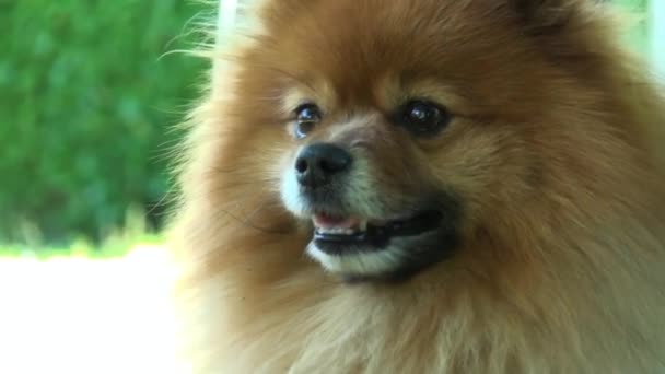 Маленька Португальська Собака Парку — стокове відео