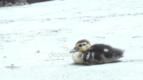 Kleines Küken Auf Dem Boden — Stockvideo