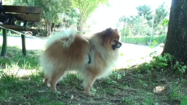 Маленький Собака Парку — стокове відео