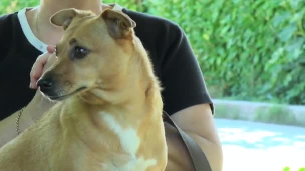 Cão Bonito Parque — Vídeo de Stock