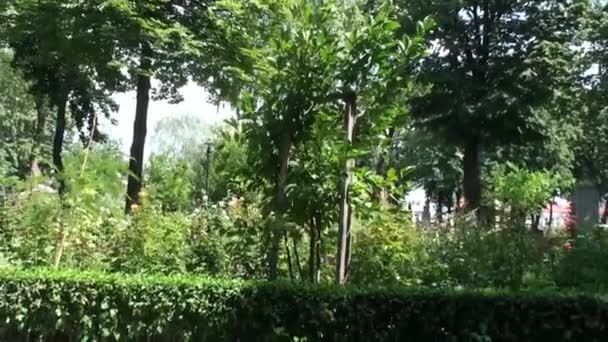 Парк Деревьями Ветром — стоковое видео