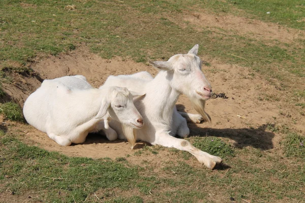 Chèvre et enfants . — Photo