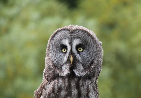 Grey Owl Bird. — Stock Photo, Image