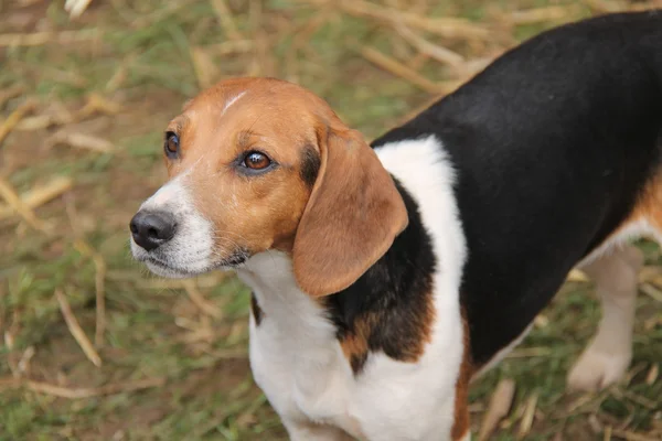 Cão de caça Beagle . — Fotografia de Stock