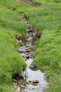 Kırsal başıboş Brook.