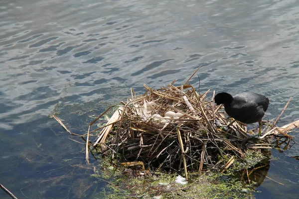 Coot Bird e nido . — Foto Stock