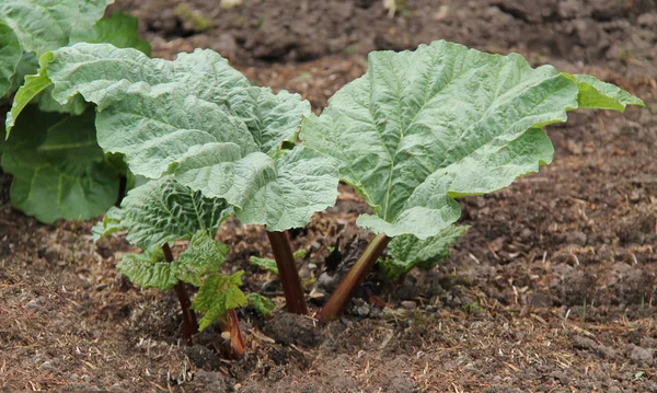 Rhubarb Vegetable Plant. — Stock Photo, Image