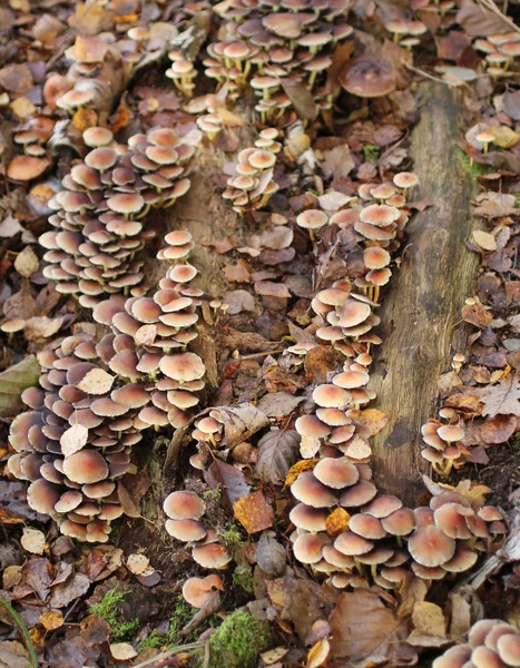 Champignons des bois sauvages . — Photo