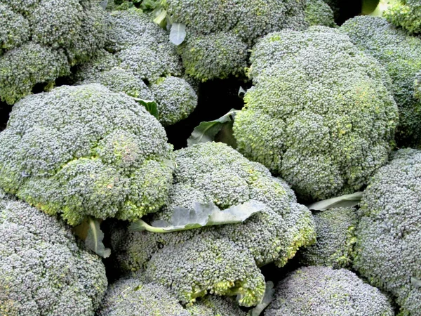 taze brokoli başkanları.