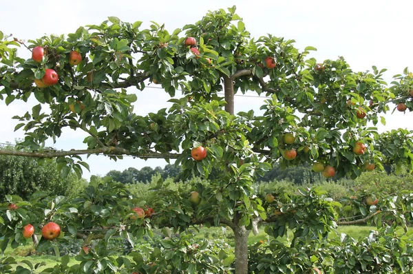 Apple Fruit Tree. — Stock Photo, Image