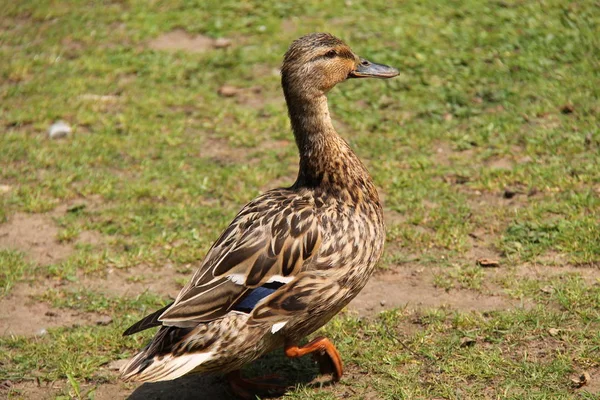 Female Mallard Duck. — Stock Photo, Image