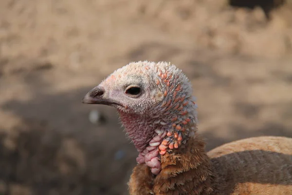 Pavo granja ave . — Foto de Stock