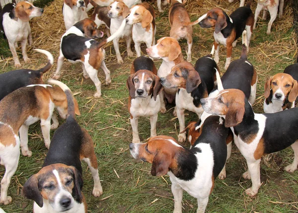 Avcılık Hounds grup. — Stok fotoğraf