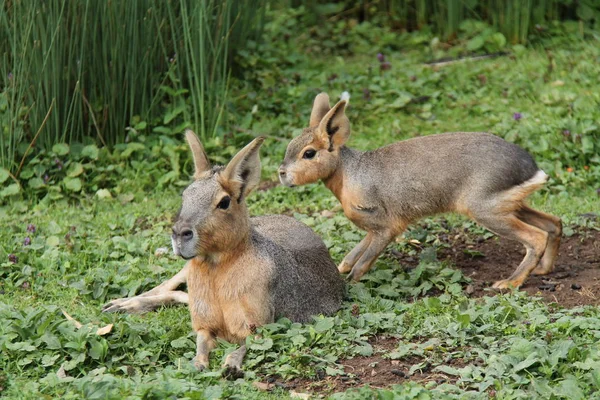 Südamerikanische Mara. — Stockfoto