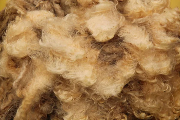 Geschorene Schafwolle. — Stockfoto