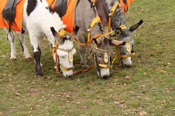 Three Tame Donkeys. — Stock Photo, Image