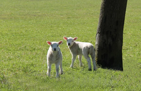 Two Baby Lambs. — Stock Photo, Image