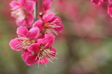 Güzel çiçek başları.