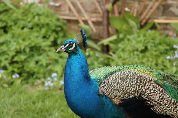 Piume di un uccello pavone . — Foto Stock