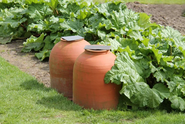 Growing Rhubarb in a Garden. — Stock Photo, Image